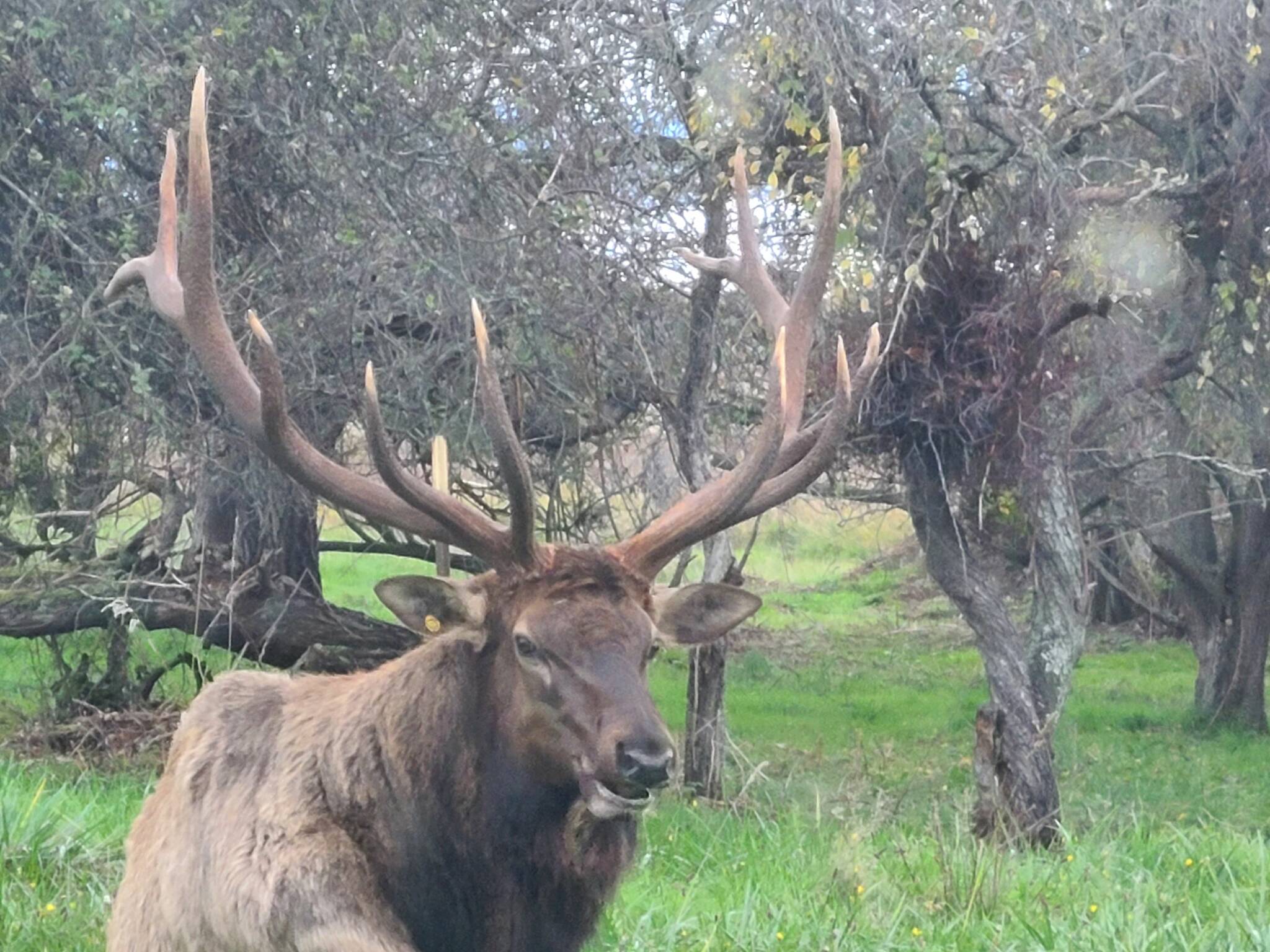 Photo by Jay Londo
Bruiser, photographed here in November 2021, is Whidbey Island’s lone elk. Over the years he has gained quite the following. Fans were concerned for his welfare Wednesday when a rumor circulated social media about his supposed death. A confirmed sighting of him was made Wednesday evening after the false post.