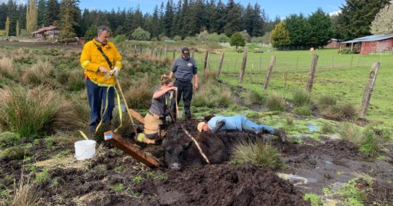 Photo provided
A South Whidbey cow was saved from a muddy predicament this week by South Whidbey Fire/EMS.