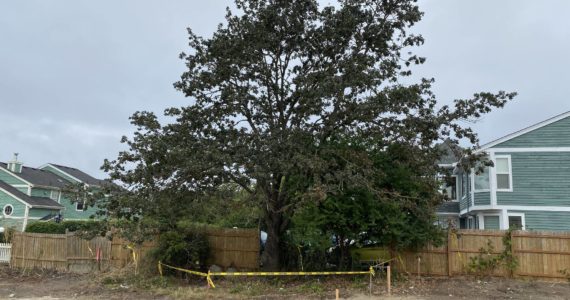 Photo provided
A Garry oak tree on Ely street that was damaged by construction in August 2022.