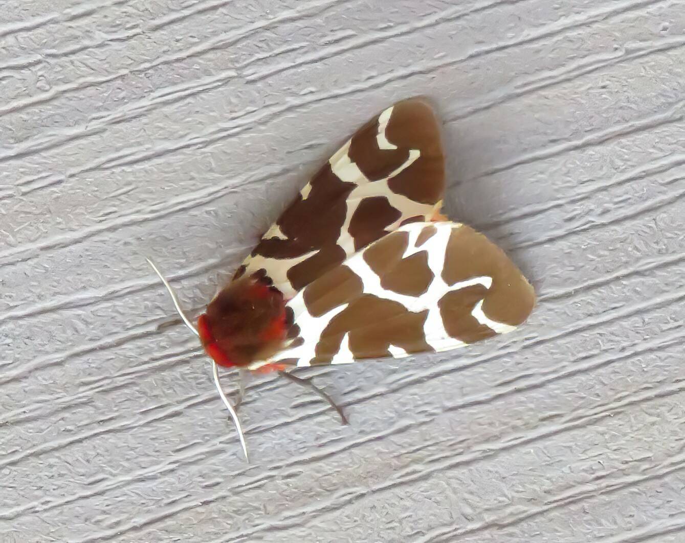 Photo by Jay Adams
A garden tiger moth, photographed in Coupeville.