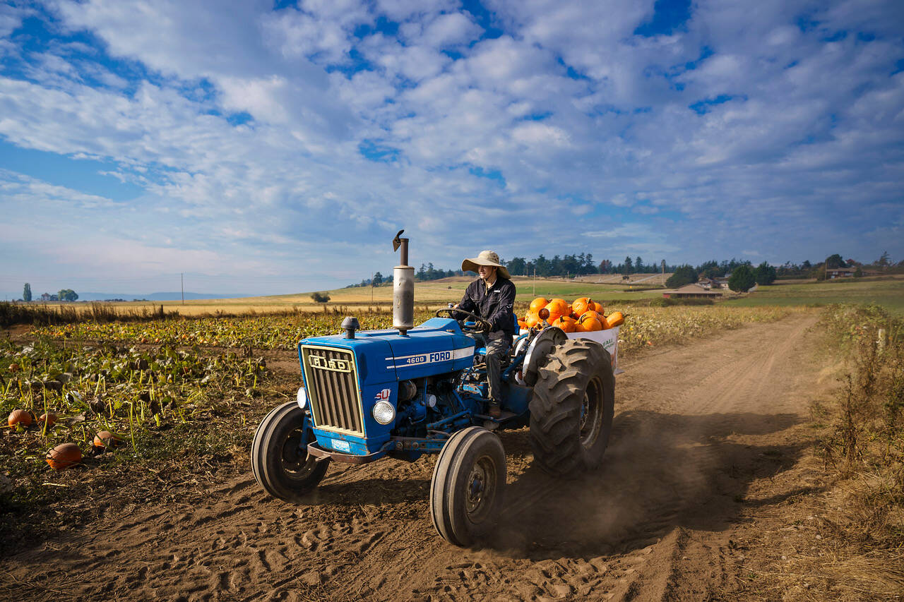 Photo by David Welton
Chris Goodnight transports pumpkins from the patch on Scenic Isle Farm Oct. 10. Pumpkins, along with Hubbard squash and Rockwell beans, have been a staple crop on the farm for decades.