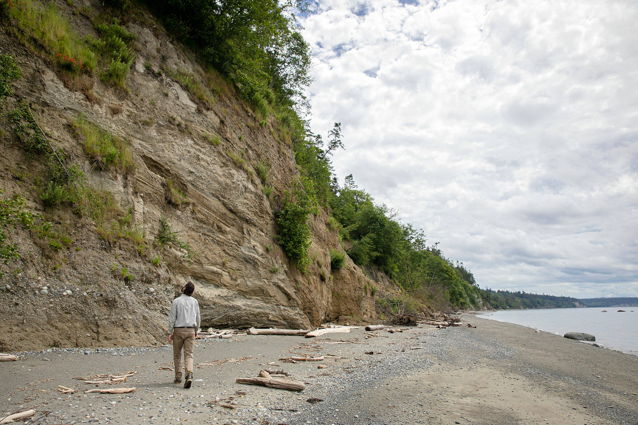 Ryan Berry / Everett Herald
Ryan Elting, executive director at the Whidbey Camano Land Trust, walks along the beach and looks up at the bluffs that line the property Friday, June 10, 2022, at the site of the Keystone Preserve near Coupeville, Washington. Elting said the natural erosion of the bluffs provides nutrients to the adjacent marine habitat.