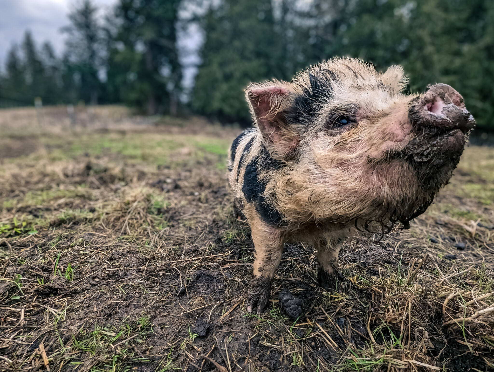 Baby Sunlight is the cutest new addition at Ballydidean Farm Sanctuary. (Photo provided)