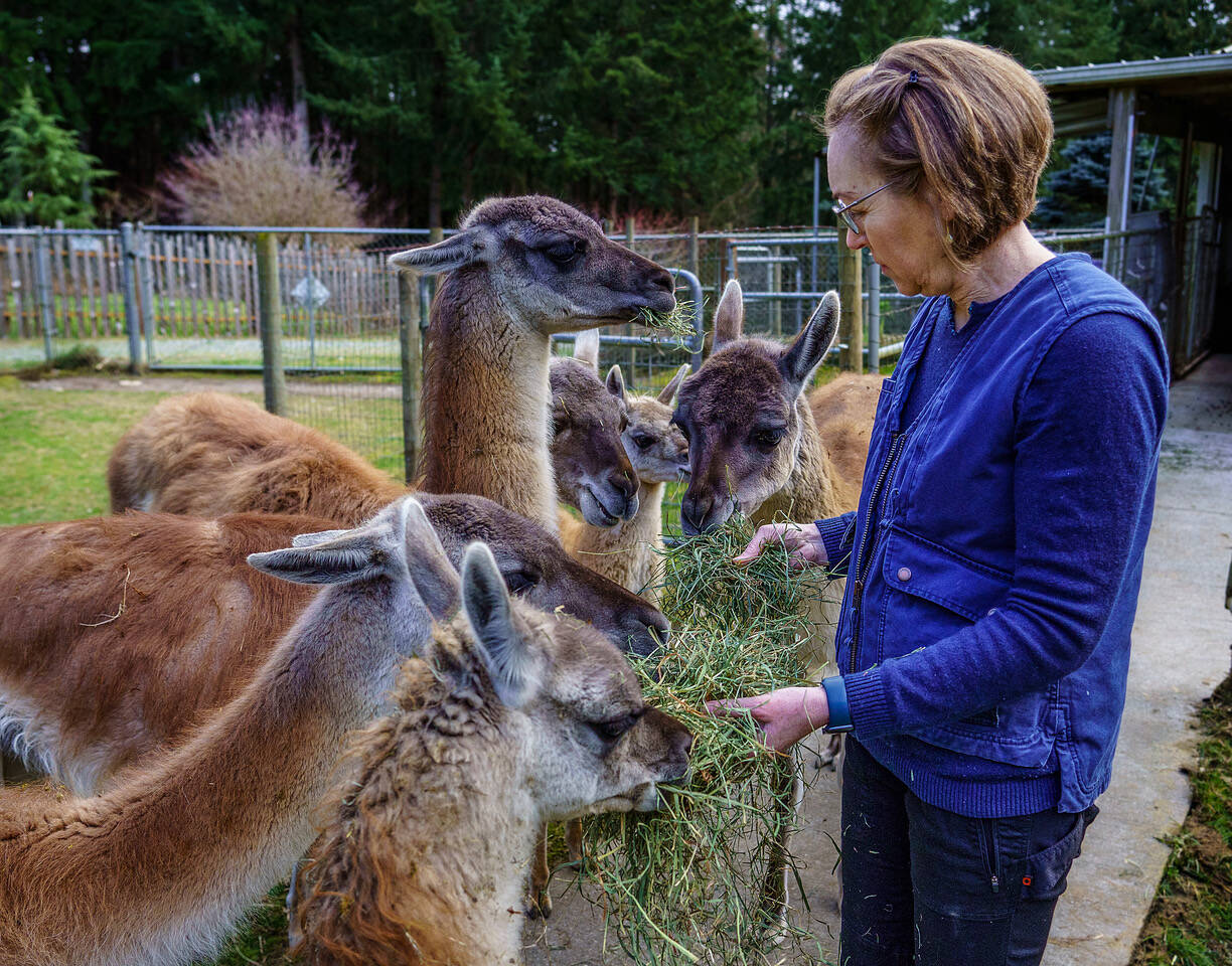 Wild and woolly on Whidbey | Whidbey News-Times