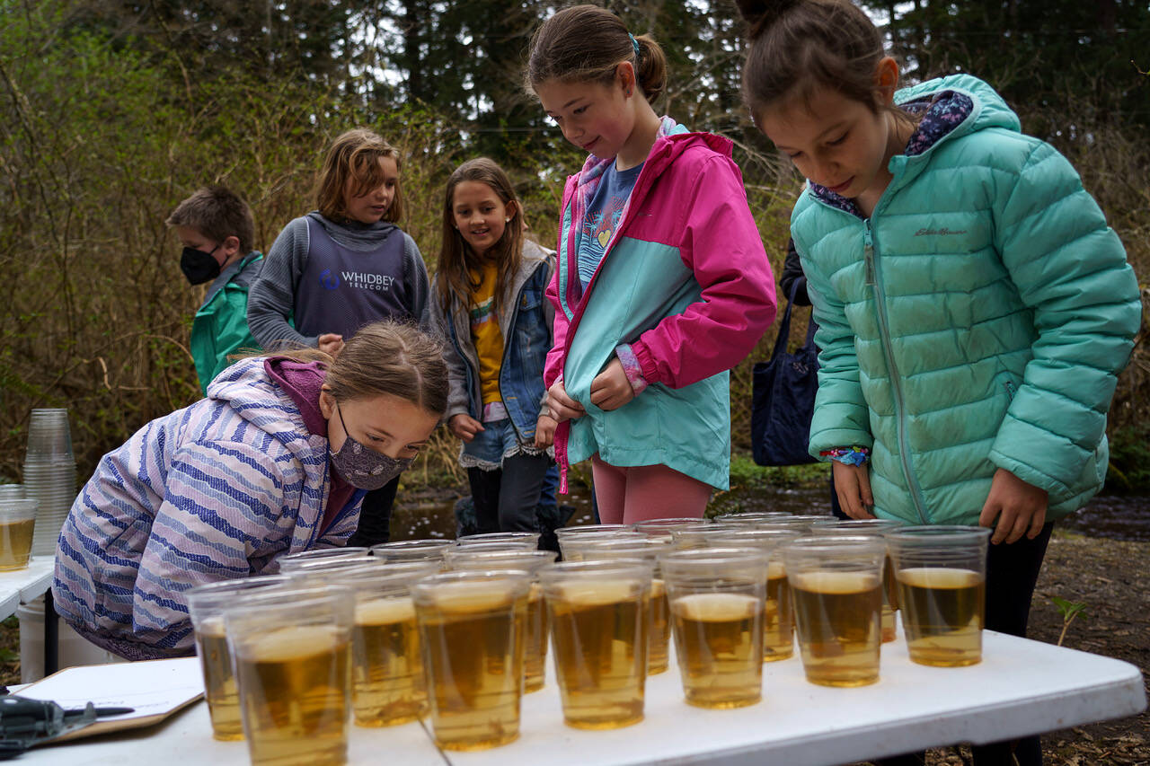 Photo by David Welton
Third grade students at South Whidbey Elementary School peered at the cups of murky water containing salmon fry. As part of an annual tradition, the kids released the fish at the Maxwelton Outdoor Classroom on March 31.