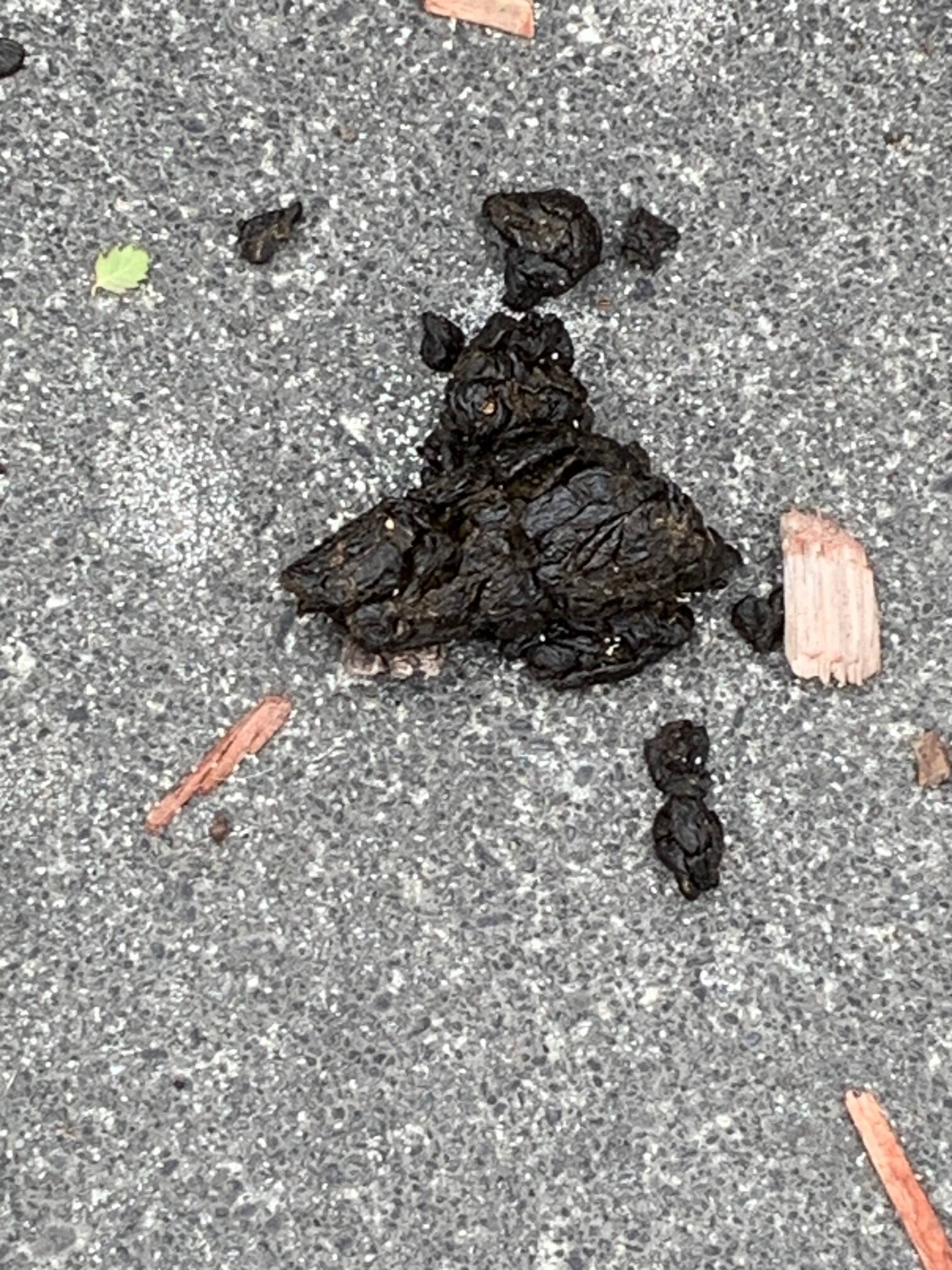 Police bear poop photo