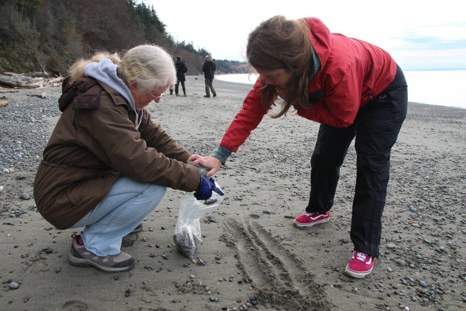 Whidbey volunteers monitor beaches for forage fish eggs | Whidbey News ...