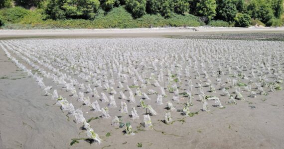 Photo courtesy of Taylor Shellfish
Soft mesh HDPE predator exclusion tubes are used to protect newly planted geoduck.