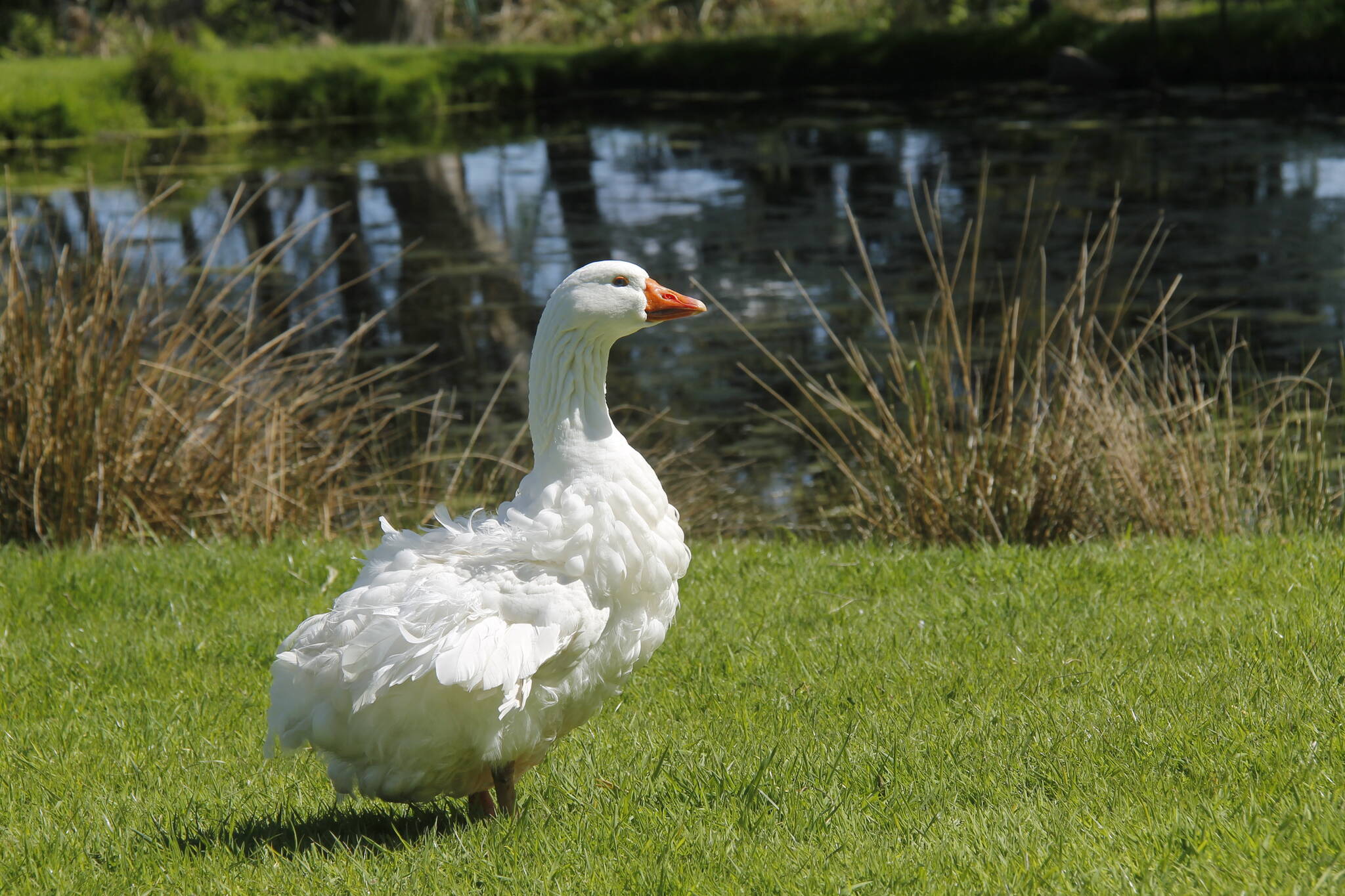 Photo by Kira Erickson/South Whidbey Record
Sebastopol geese cannot fly but are excellent swimmers.