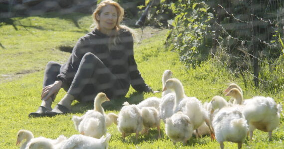 Photo by Kira Erickson/South Whidbey Record
Christyn Johnson spends some quality time with her flock of Sebastopol goslings. The heritage breed originated in southeastern Europe and the geese are known for their long, curly feathers.