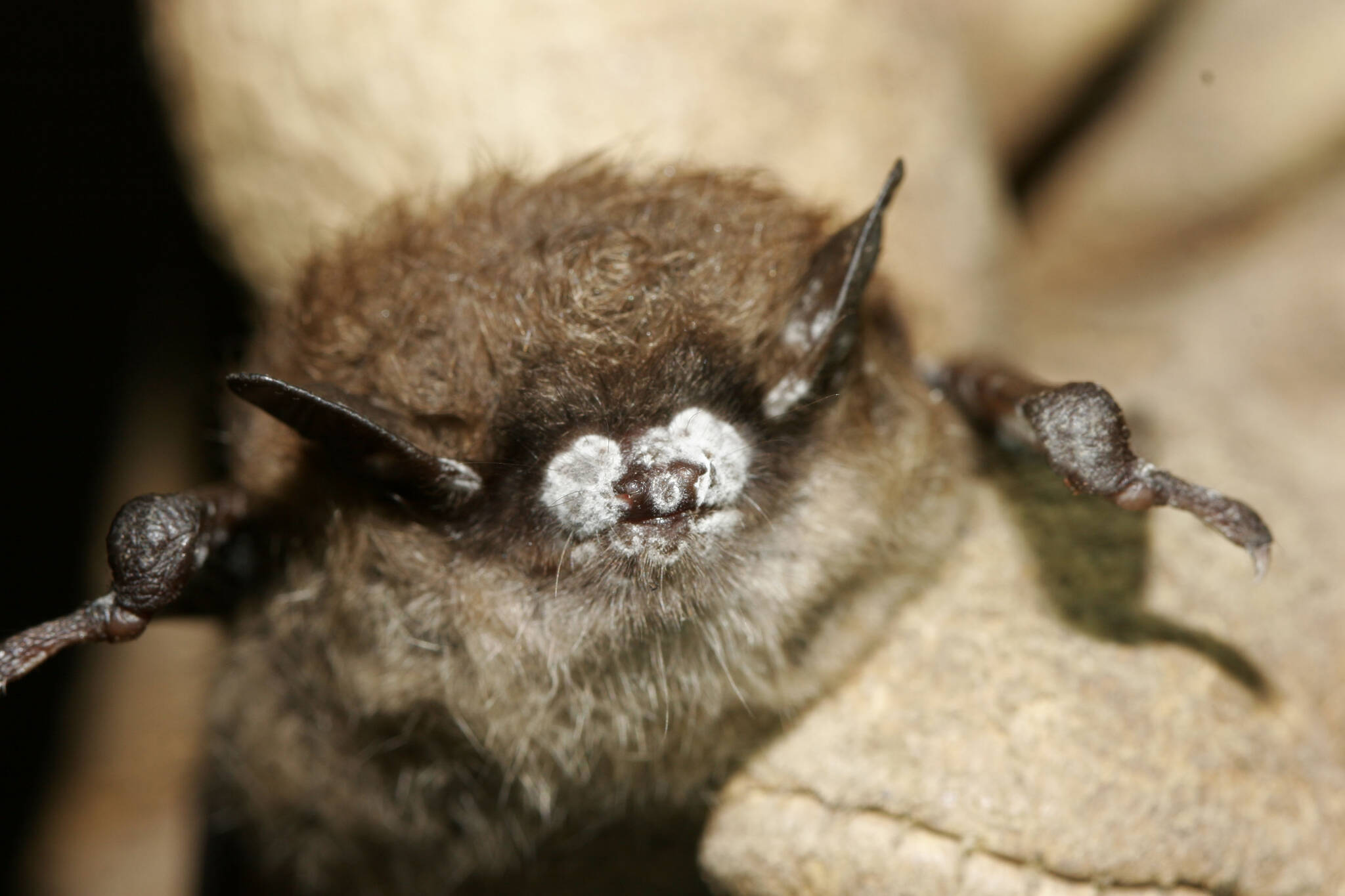 The fungus causing white-nose syndrome grows on the nose, wings and ears of an infected bat during hibernation, giving a fuzzy, white appearance; here, it’s on the bat’s snout. (Photo courtesy Ryan von Linden/New York Department of Environmental Conservation)