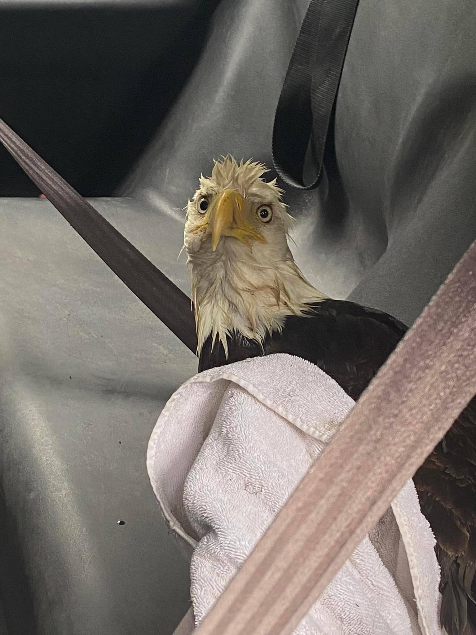 Photo provided
Island County Sheriff’s Office posted this photo of an injured eagle that was brought to an animal clinic on Tuesday with the caption, “That look you get when you’ve had a rough night on the town and wake up in the back of a cop car. Lt. Crownover located this wayward soul on South Whidbey and transported it to the Useless Bay Animal Clinic for treatment of an injured wing (and possibly a hangover).”
