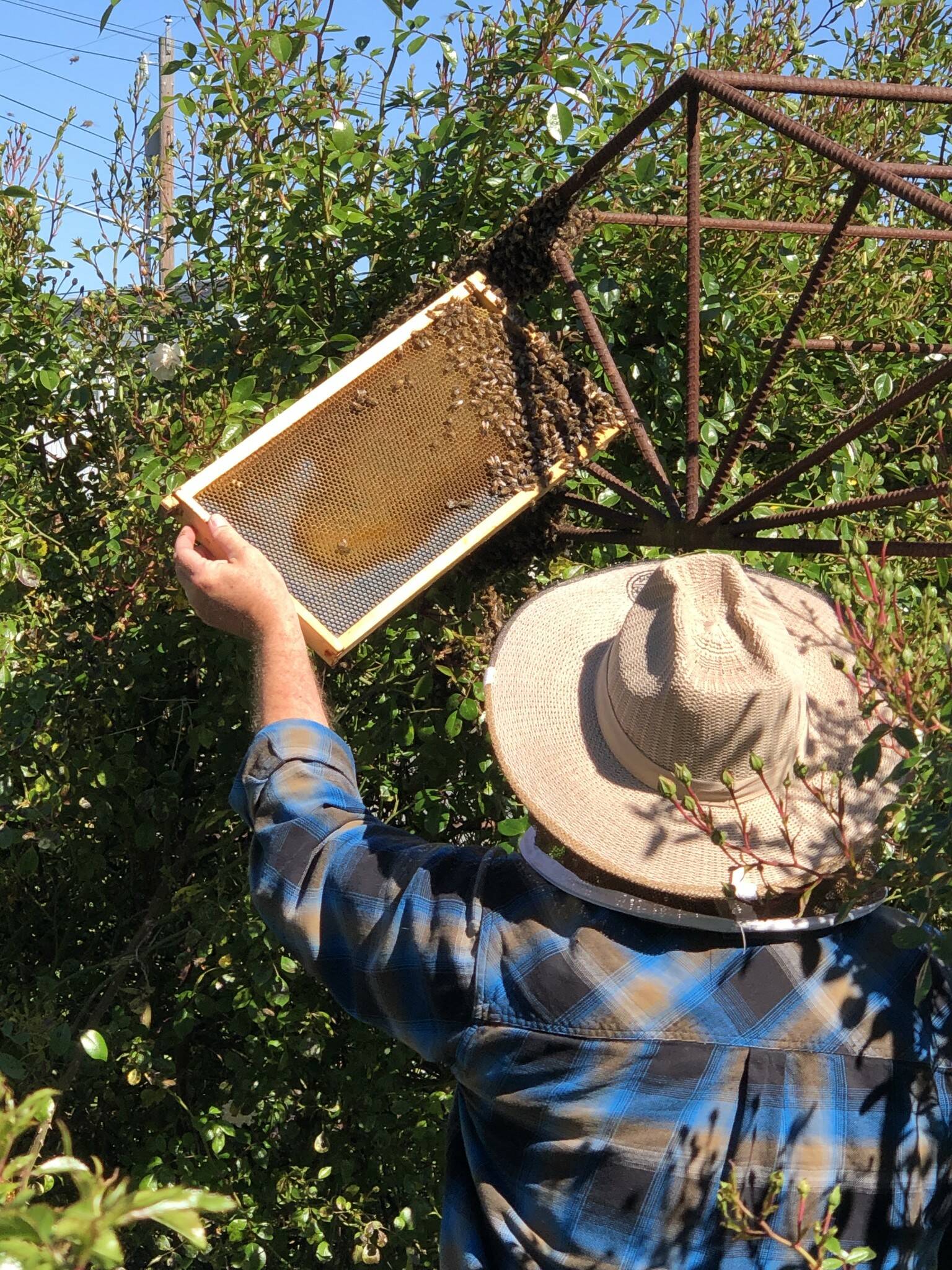 Coupeville Beekeeper Bruce Eckholm collects a swarm of bees in Oak Harbor (Photo courtesy of Gary Gillespie)