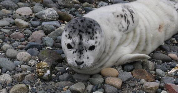 Photo by Jill Hein/Orca Network