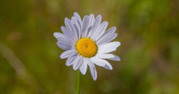 Photo by Caitlyn Anderson
Daisies grow adjacent to Boon Road.