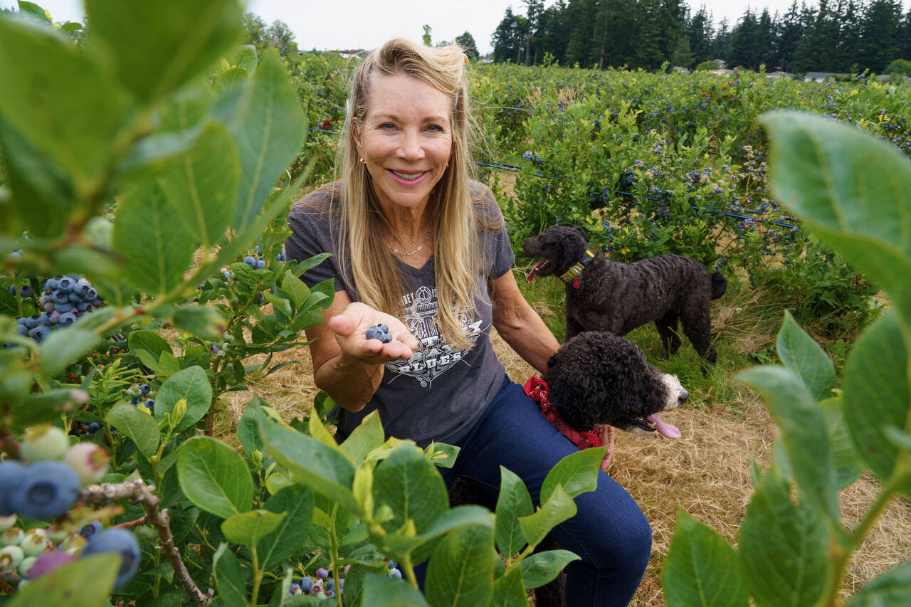 (Photo by David Welton)
Linda Fletcher picks some fresh blueberries.