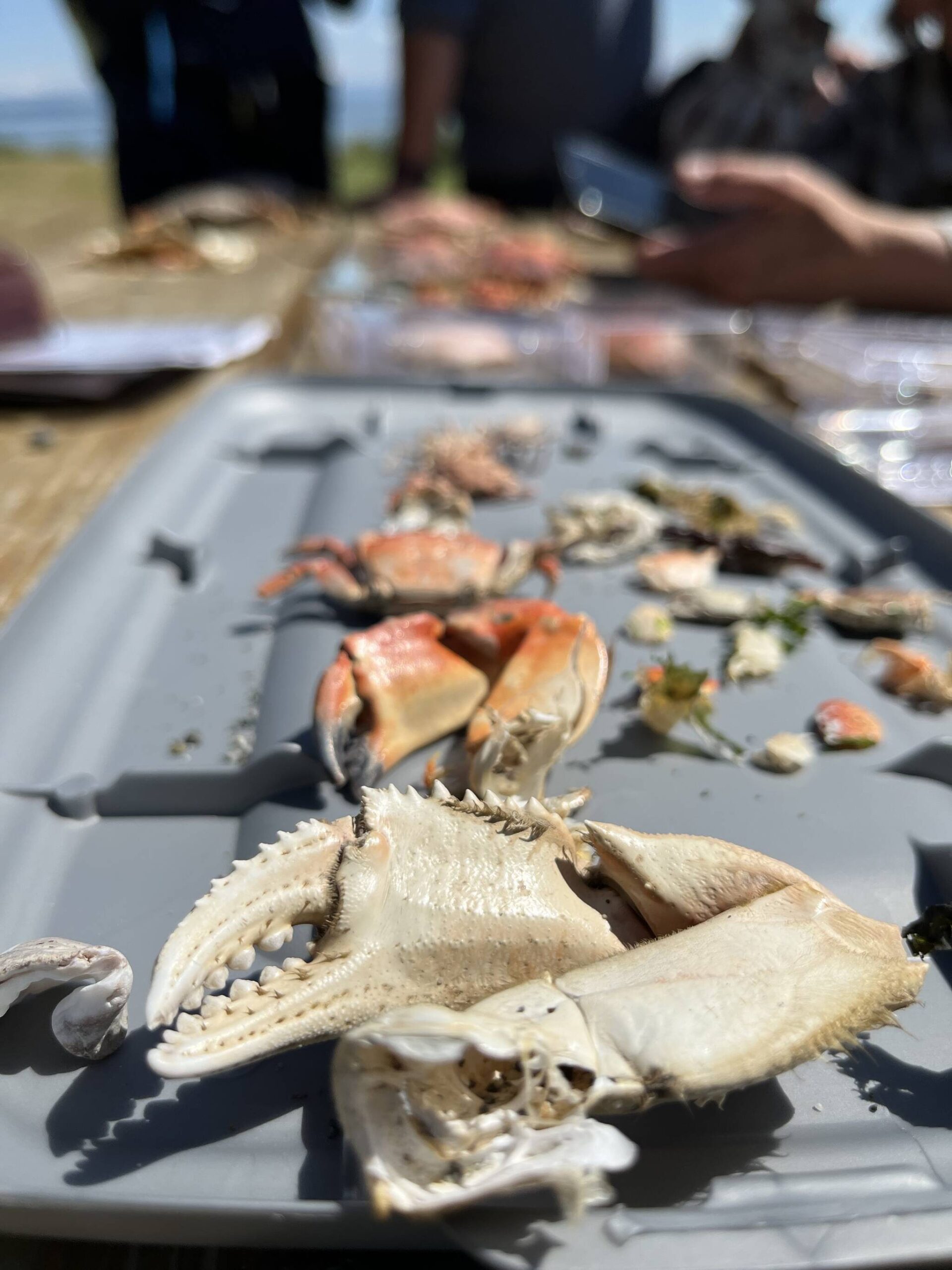 (Photo provided)
Surveying molts is easier than up-turning rocks and chasing down live crabs. In four-person teams, surveyors scour the beach for 20 minutes, logging the data into an app.