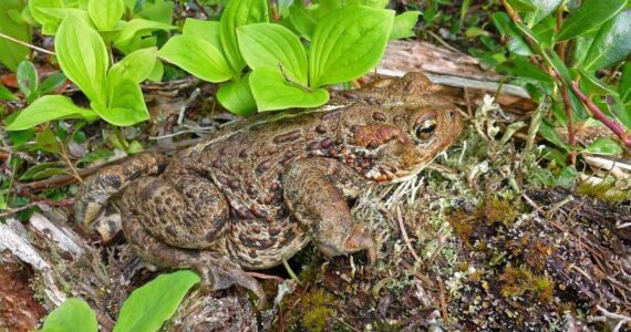 Western toads are large, ranging in color from brown, green, olive, gray and maroon, with a blunt head, stout body, broad waist, short legs and warty skin. They make a mellow “chirrup” or high pitched “plinking” sound and, according to the department of Fish & Wildlife, many males vocalizing together sound like cackling Canada geese. They persist in every single ecoregion Washington has to offer. (Photo provided)