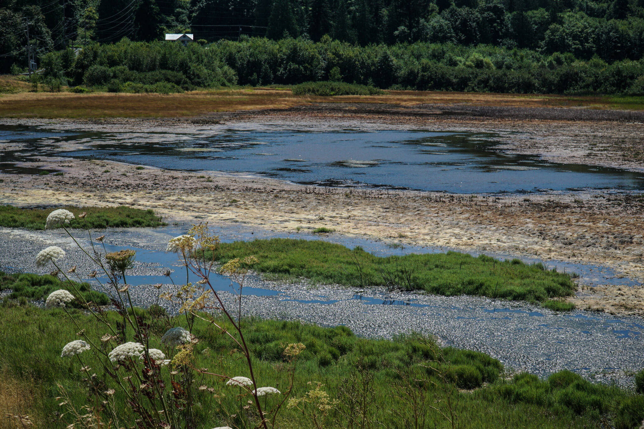 The wetlands near Dugualla Bay Preserve provide important western toad habitat. (Photo by Sam Fletcher)