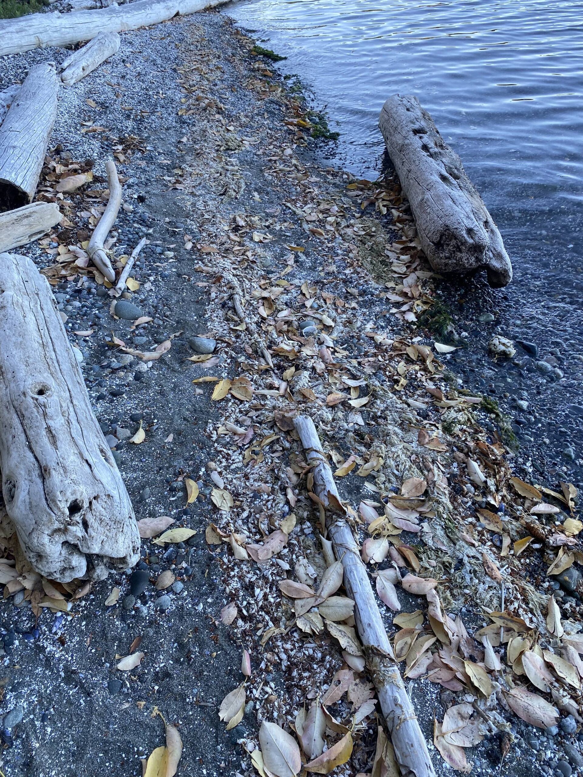 The tide consolidated a line of crab molts and other beach debris on Penn Cove this week. (Photo courtesy of Anne Dohmeier)