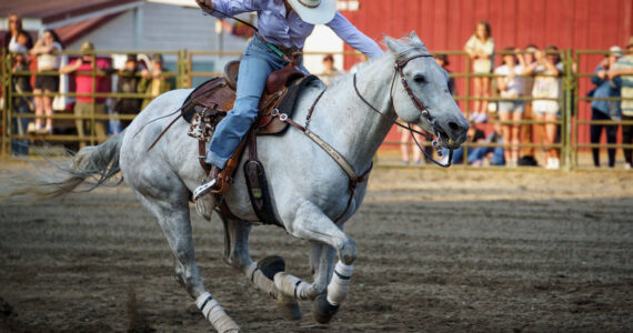 Photo by David Welton
Jocelyn Nichols gallops around the ring at high speed. A new feature of the Whidbey Island Fair, adults and kids competed in seven different rodeo events Friday night. For more fair photos, see page 7.