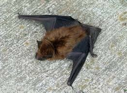 A big brown bat. (Photo by Larry Meade)