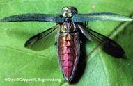 Emerald ash borers lay larvae into the stem of the tree, and the larvae feeds on the tissue underneath of the bark and the tree, preventing the sapwood from transporting water and nutrients, killing the tree over the course of a year or even a few years. (Photo provided)