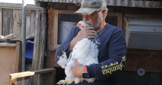 Photos by Kira Erickson/South Whidbey Record
Shawn Van Giesen shares a tender moment with Heineken, a giant white Bantam chicken.