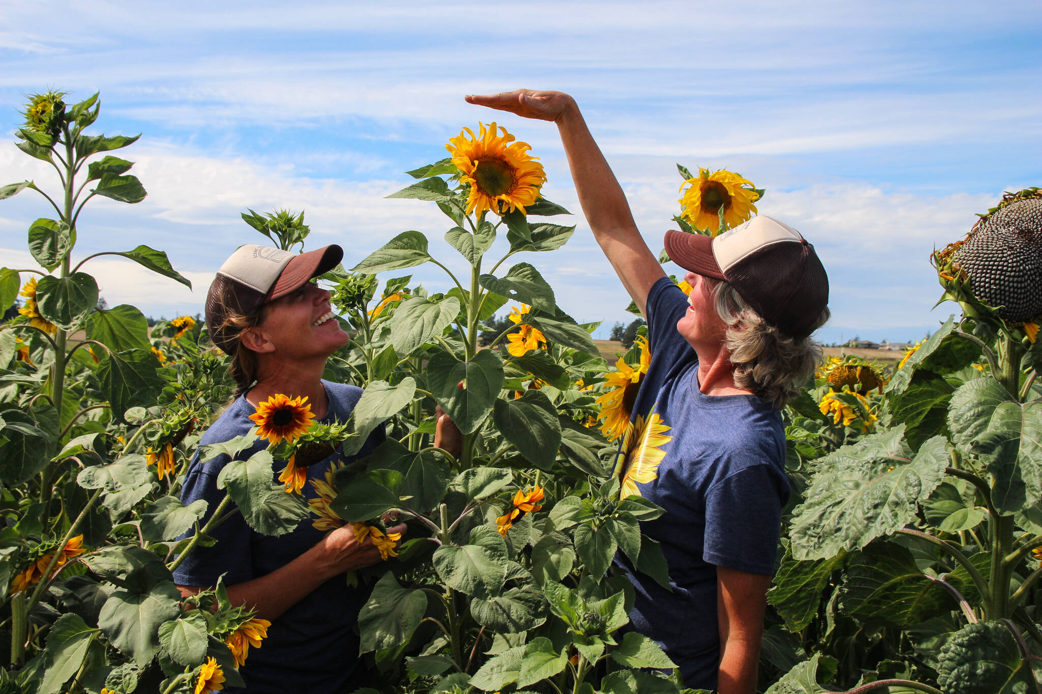 Photo by Luisa Loi
Corrie Chamberlin compares her and Alix Roos’ height to a particularly tall sunflower at Scenic Isle Farm in Coupeville.