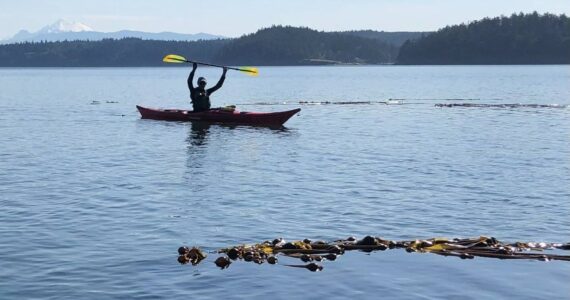 An Island County marine resource committee volunteer monitors bull kelp for a collaborative project studying kelp in the Salish Sea. (Photo provided)