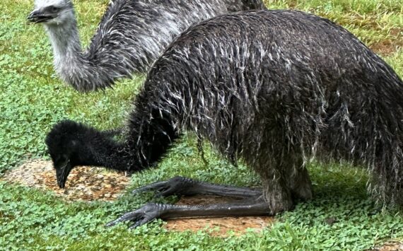 The emus will grow to be much taller. (Photo provided)