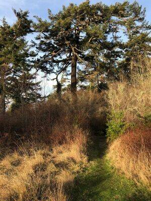 A trail carved in the Admiralty Inlet Natural Area Preserve takes hikers on a tour of old-growth trees. (Photo provided by the Whidbey Camano Land Trust)