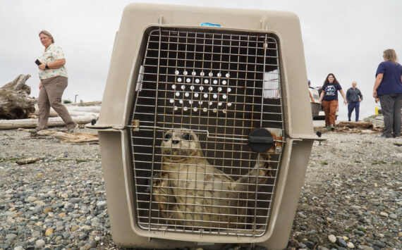 Photo by Sam Fletcher
A rehabilitated seal pup awaits freedom at Windjammer Park Monday.