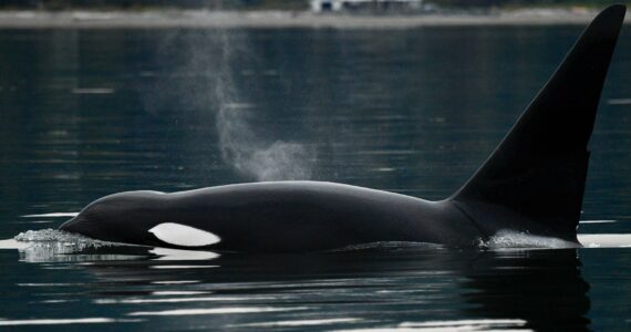 The T46s travel between Whidbey and Camano while a team of scientists collects health data and refines remote health tools. (Photo collected under NOAA permit #27052)