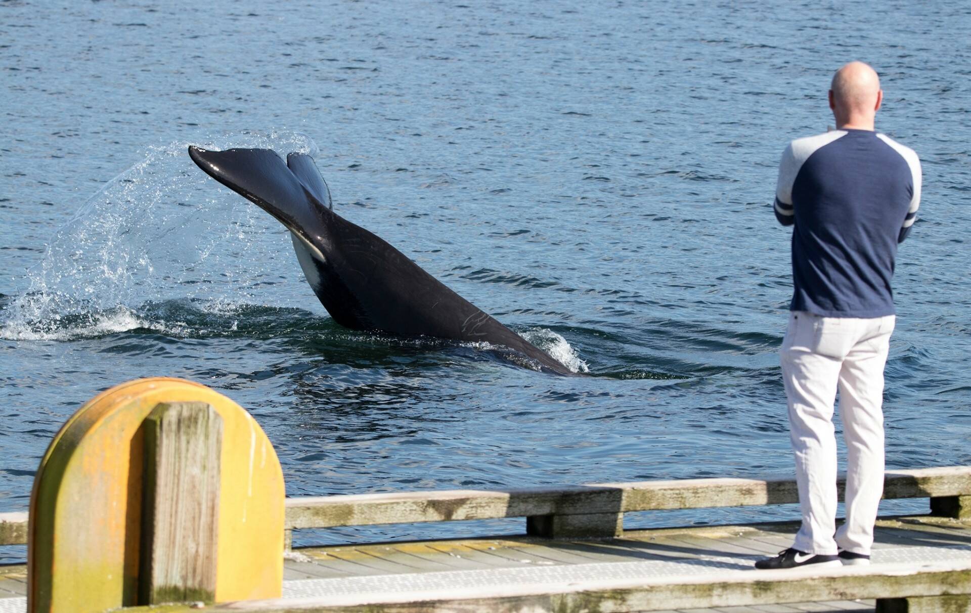 Photo by Rachel Haight
An orca slaps the water near South Whidbey in 2020.