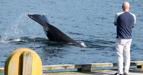 An orca slaps the water in south Whidbey in 2020. (Photo by Rachel Haight)