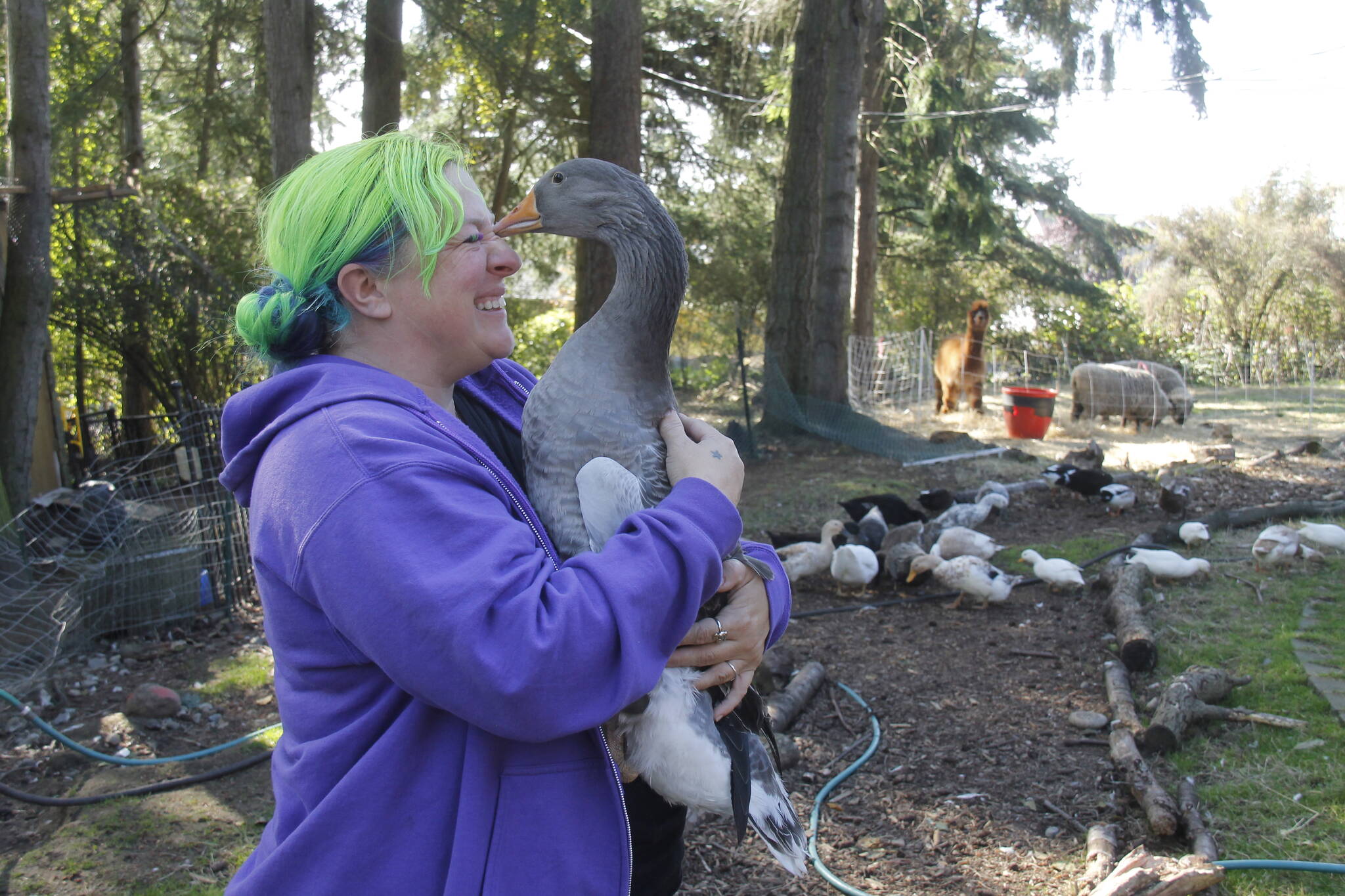 Photos by Kira Erickson/Whidbey News-Times
Dog the goose gives a kiss to Clementine Lee.