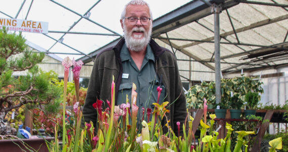 Photo by Luisa Loi
Henry VandenHaak also grows carnivorous plants.