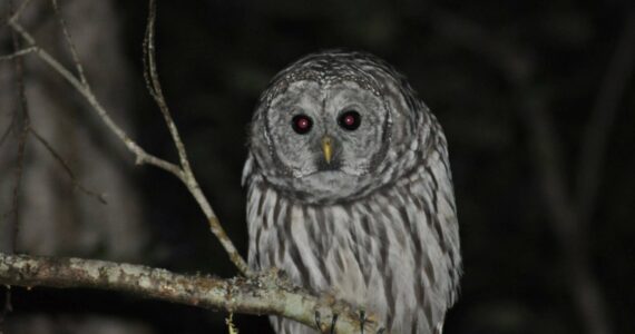 A grey owl sits in a tree. (Photo by Cara Hefflingher)