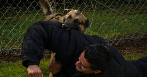 Photo by Sam Fletcher
Navy working dog Simba bites MA2 Christian Ramirez for a demonstration.