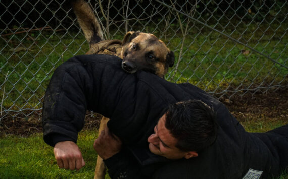 Photo by Sam Fletcher
Navy working dog Simba bites MA2 Christian Ramirez for a demonstration.