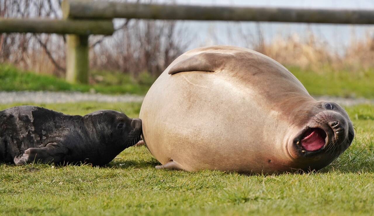 (Photo by Garry Heinrich)
Emerson, Elsie Mae’s son born in 2022, roars on the grass.