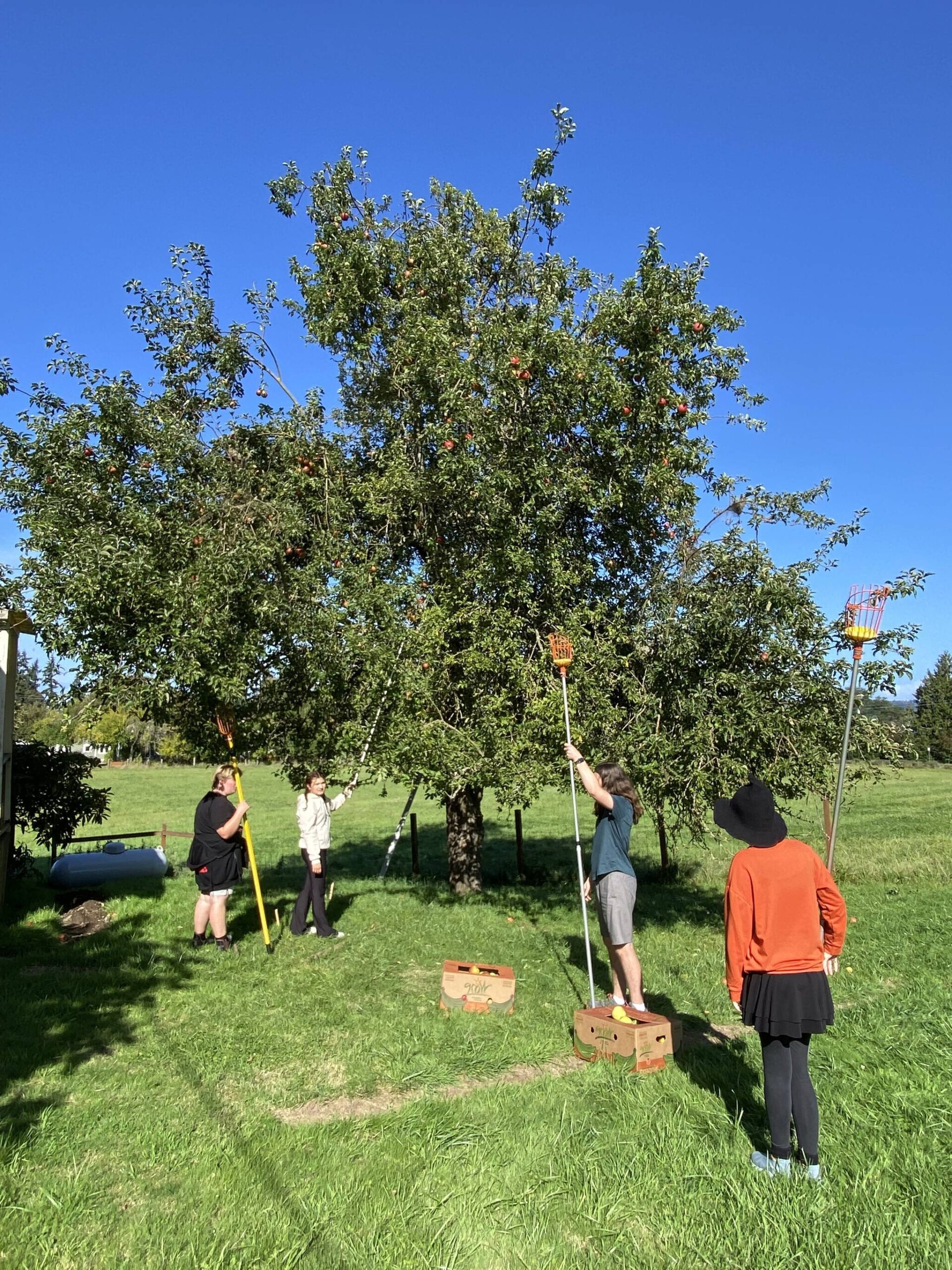 Photo provided
Woodhaven High School students spent the fall picking apples all around South Whidbey.