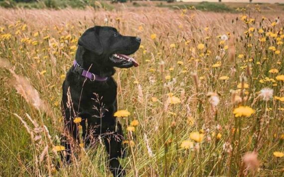 Photo provided
Sugar, a 3-year-old lab, nearly died after accidentally ingesting a cream used to treat skin cancer.