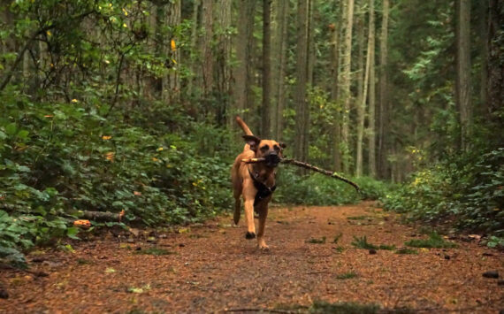 Nala fetches a stick at Rhododendron Park in Coupeville on Wednesday. (Photo by Sam Fletcher)