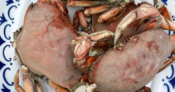 Photo by Emily Gilbert
Dungeness crab are the most popular among Whidbey crabbers and turn bright orange or red when cooked.