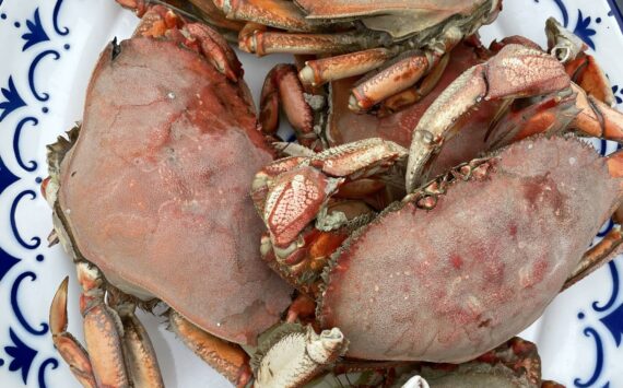 Photo by Emily Gilbert
Dungeness crab are the most popular among Whidbey crabbers and turn bright orange or red when cooked.