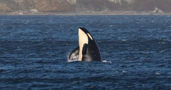 Sarah Geist photographed the orcas on Nov. 4.