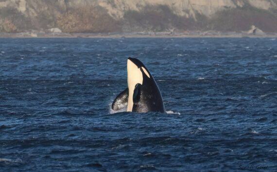 Sarah Geist photographed the orcas on Nov. 4.