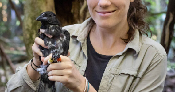 (Photo provided)
Kaeli Swift holds a corvid.